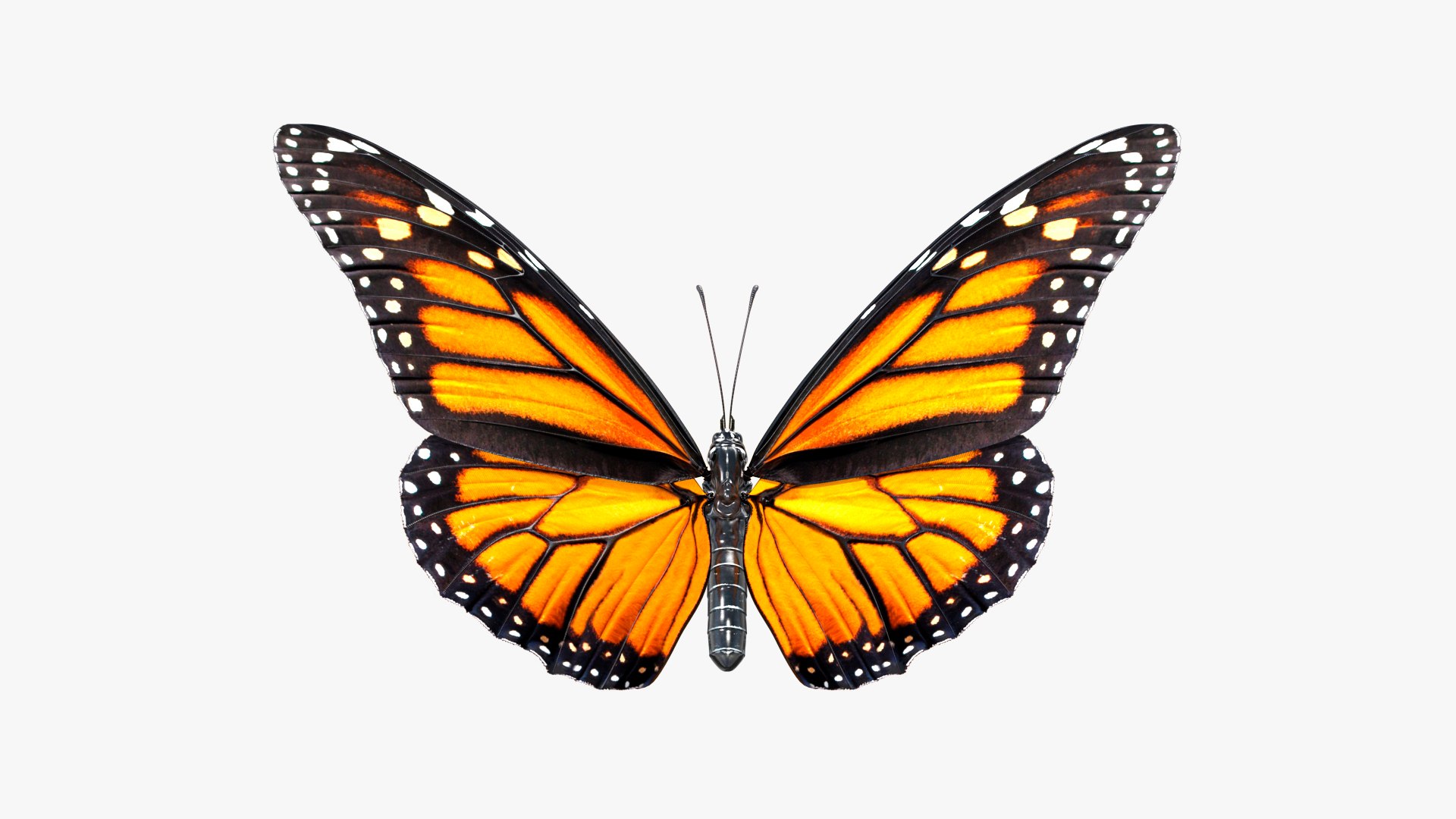3D Butterflies Collection 5 https://p.turbosquid.com/ts-thumb/57/ykQsGq/zM/butterfliescollection4mb3dmodel013/jpg/1638283061/1920x1080/fit_q87/bbb7f16b33bdac9e128d7ca85479ec69cb66b1cc/butterfliescollection4mb3dmodel013.jpg