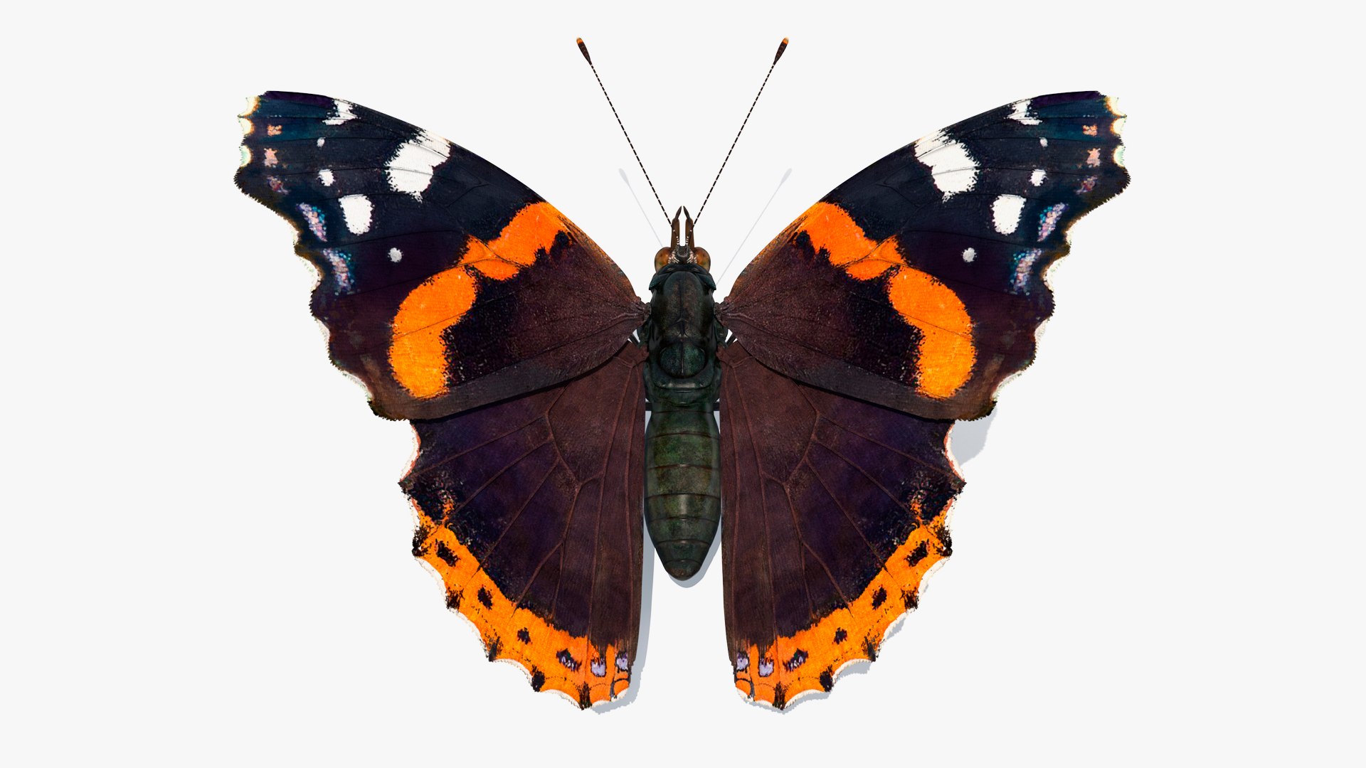 3D Butterflies Collection 5 https://p.turbosquid.com/ts-thumb/57/ykQsGq/zc/butterfliescollection4mb3dmodel017/jpg/1638283073/1920x1080/fit_q87/d0ce7bab922bd38a2013ecacea89a8ca009b9dfd/butterfliescollection4mb3dmodel017.jpg