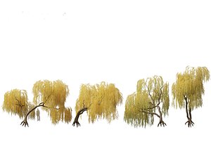 Salix babylonica - Weeping willow 14 3D model