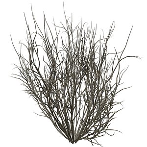 3D Broom Snakeweed Bush - 03 -