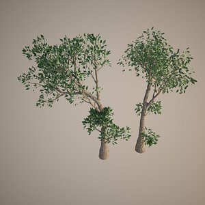 16 bonsai olive trees 3d model