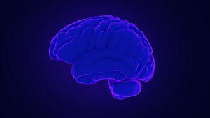 Stilyzed Brain Model 3D