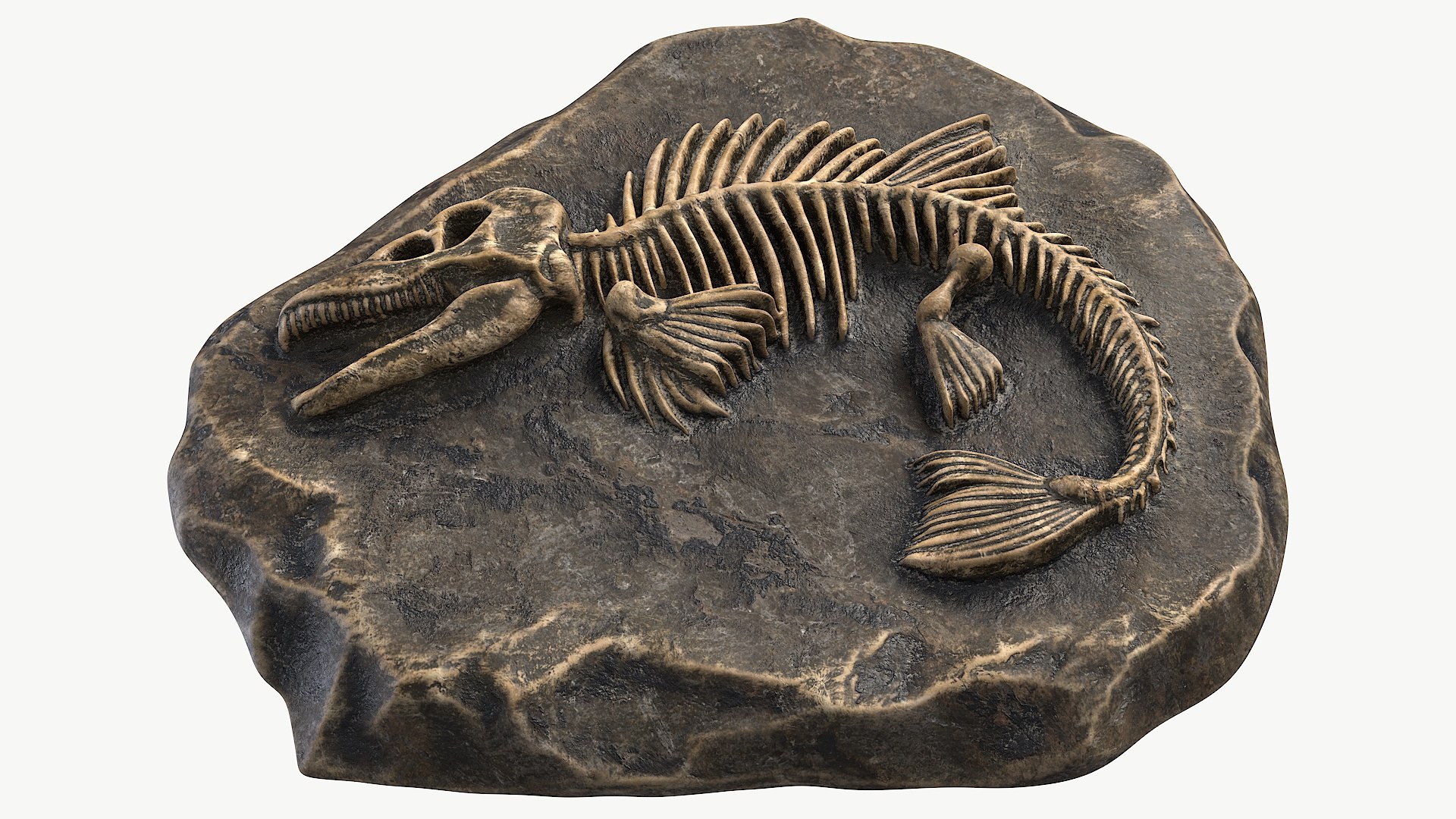 3D model Prehistoric Fish Skeleton Fossil 022 Textured https://p.turbosquid.com/ts-thumb/58/bNiIR3/1w/1_prehistoricfishskeletonfossil022textured_camera_5/jpg/1730960411/1920x1080/fit_q87/4ef135099936cc6f40563c89811e0b1e81270884/1_prehistoricfishskeletonfossil022textured_camera_5.jpg