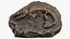 Fossile de squelette de poisson préhistorique 022 texturé