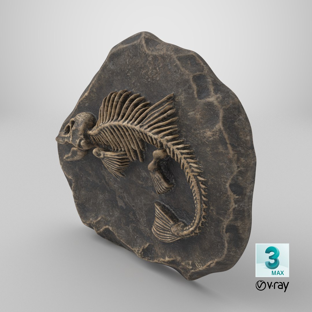 3D model Prehistoric Fish Skeleton Fossil 022 Textured https://p.turbosquid.com/ts-thumb/58/bNiIR3/AV/stemcell_max_vray_render/png/1731068785/1920x1080/fit_q87/1478c6ec5e2e93a3e2bf5b15f1b1cbbacc3b9854/stemcell_max_vray_render.jpg