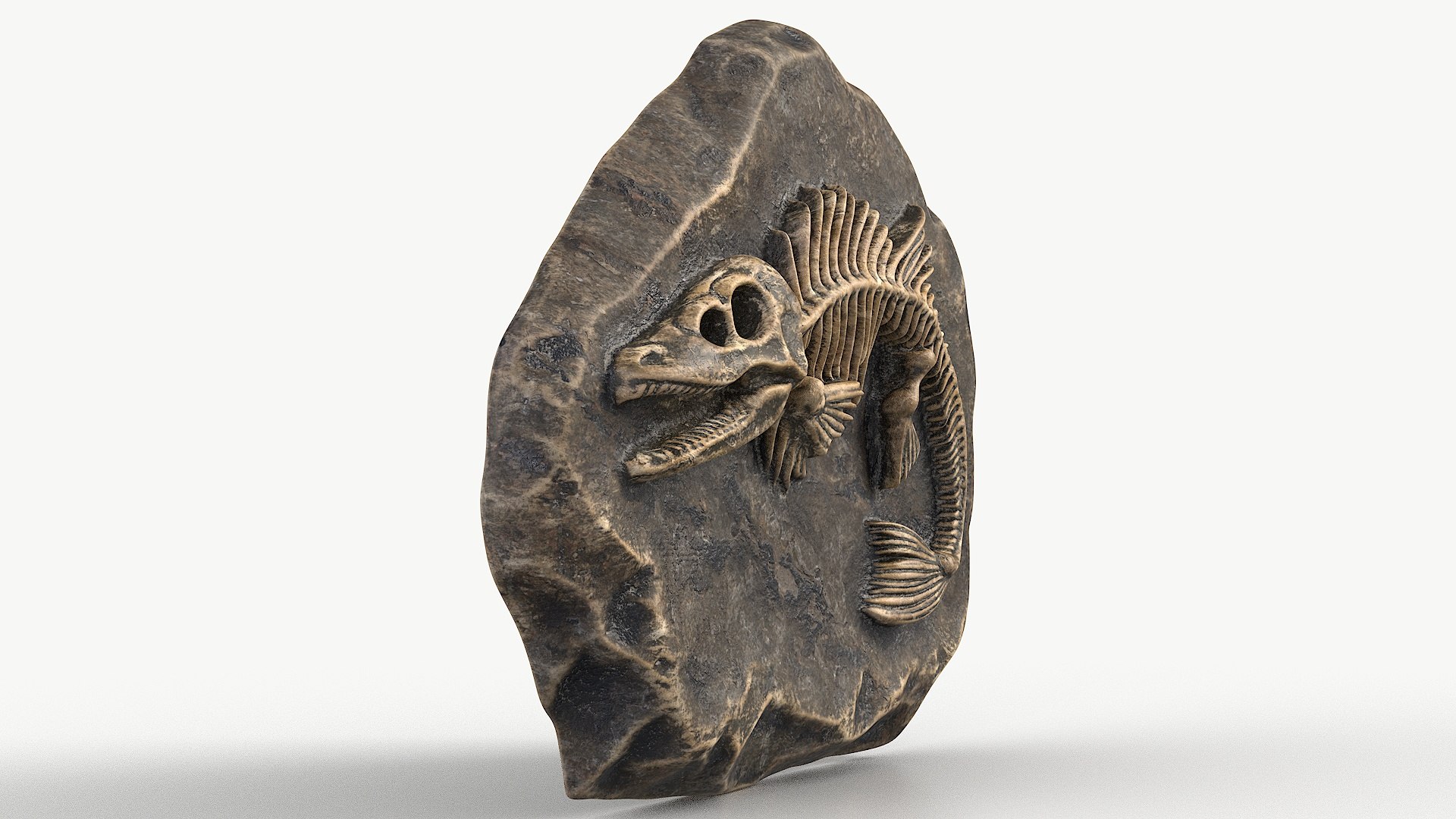 3D model Prehistoric Fish Skeleton Fossil 022 Textured https://p.turbosquid.com/ts-thumb/58/bNiIR3/N4/1_prehistoricfishskeletonfossil022textured_camera_4/jpg/1730960407/1920x1080/fit_q87/1f87876600cb76165c9315304fd0c654a5aaef90/1_prehistoricfishskeletonfossil022textured_camera_4.jpg
