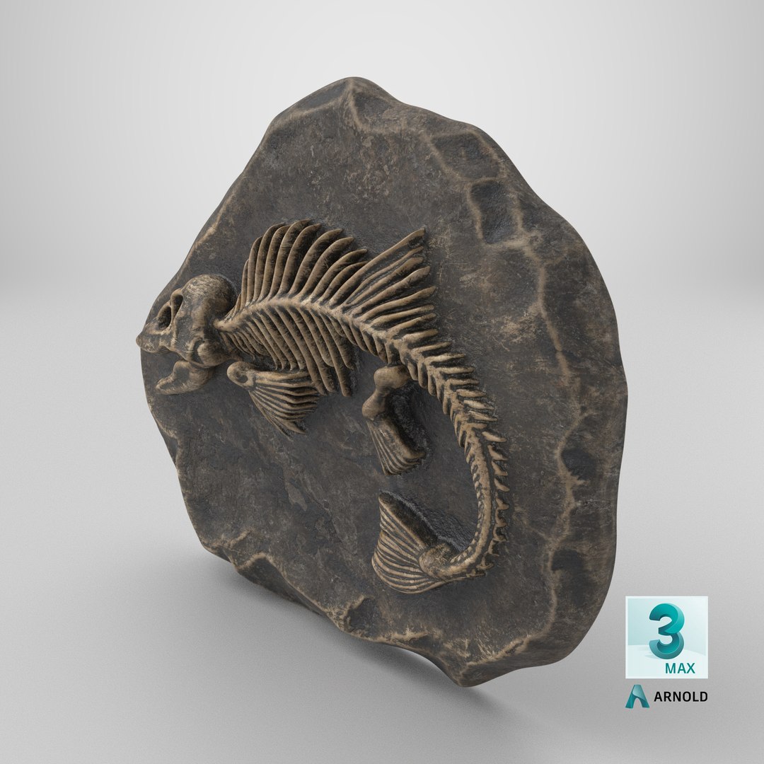 3D model Prehistoric Fish Skeleton Fossil 022 Textured https://p.turbosquid.com/ts-thumb/58/bNiIR3/hY/stemcell_max_arnold_render/png/1731068786/1920x1080/fit_q87/1811d3fb6789b2aee5ea182d1631e574134339d9/stemcell_max_arnold_render.jpg