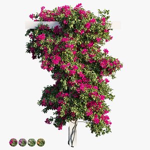 Bougainvillea plant set 10