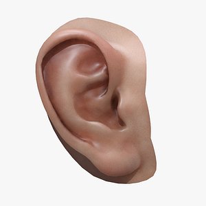 Realistic Ear High & Lowpoly + Ztool