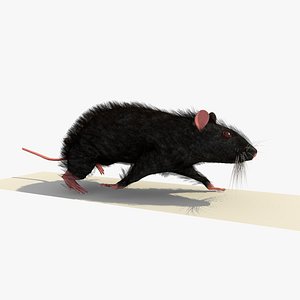 black mouse rat walking 3ds