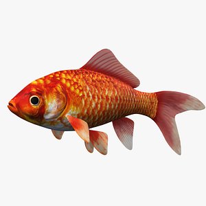 Free 3D Gold-Fish Models