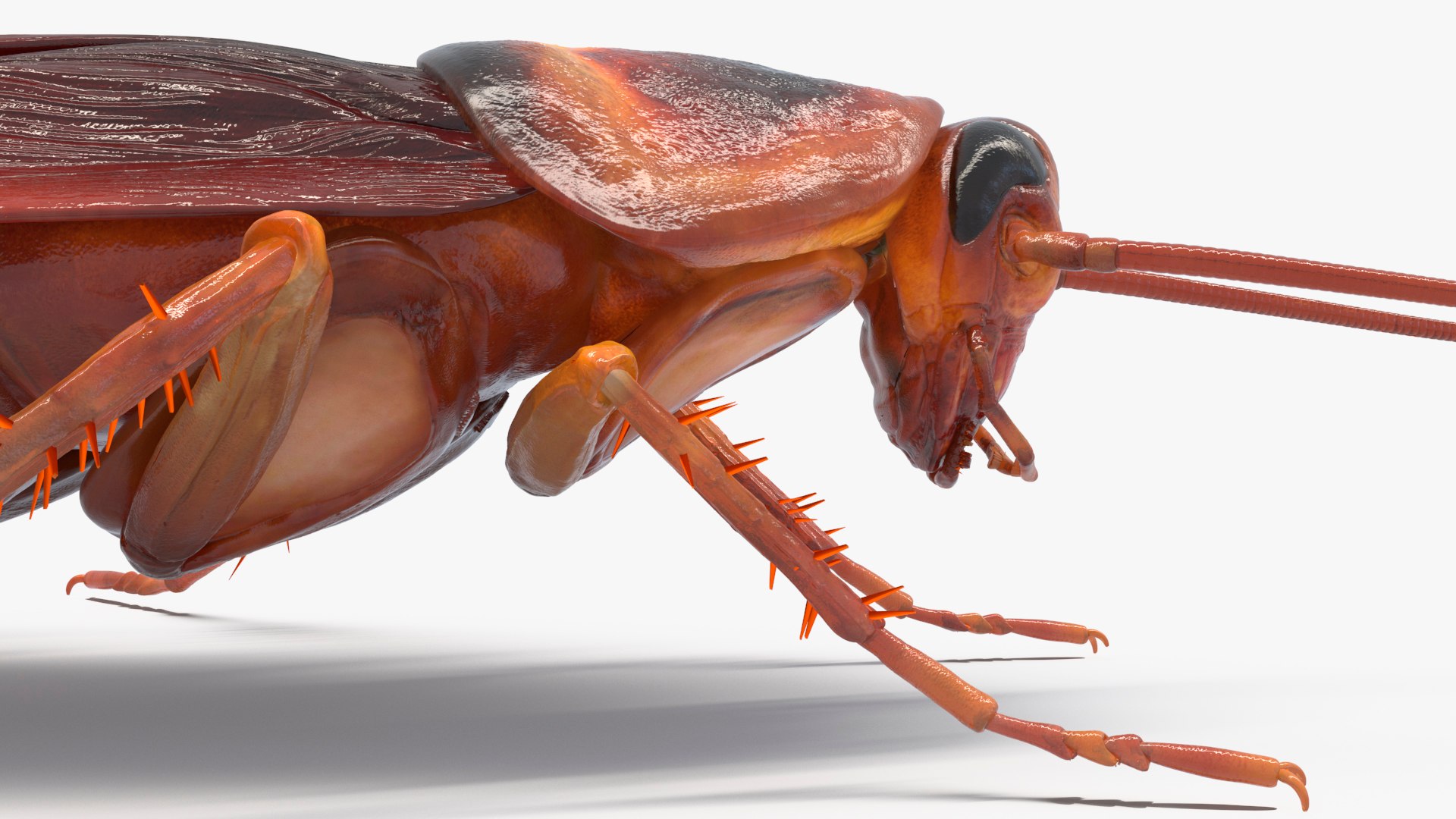 3D Realistic Cockroach Fur Rigged - TurboSquid 2384745