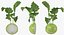 Cut Vegetables Collection 3