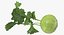 Cut Vegetables Collection 3