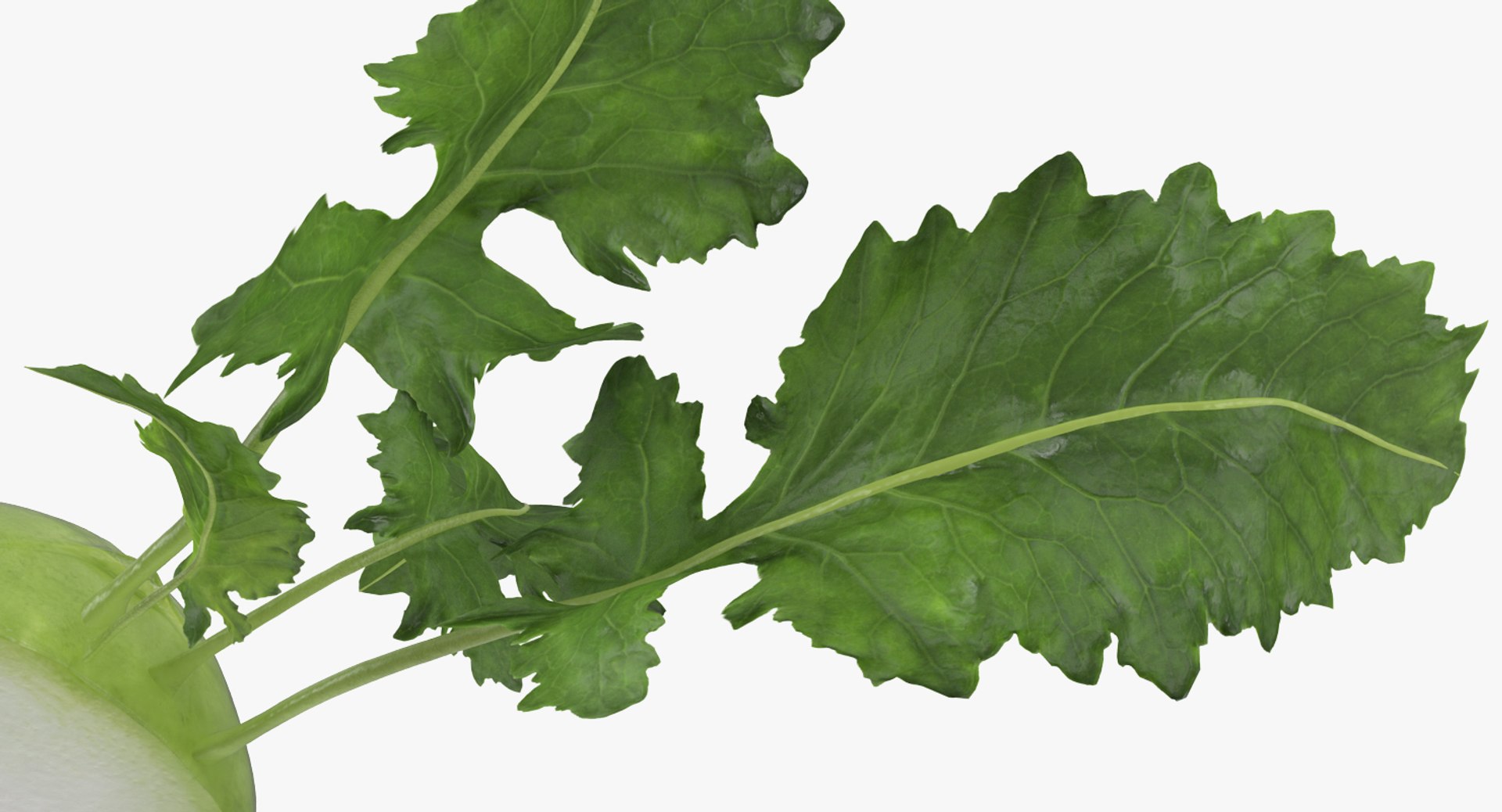 3D model Cut Vegetables Collection 3 https://p.turbosquid.com/ts-thumb/59/DHstEb/sD/cutvegetablescollection3mb3dmodel045/jpg/1672309637/1920x1080/fit_q87/4becbdc579cbb354f1d5ad547246407574d47557/cutvegetablescollection3mb3dmodel045.jpg