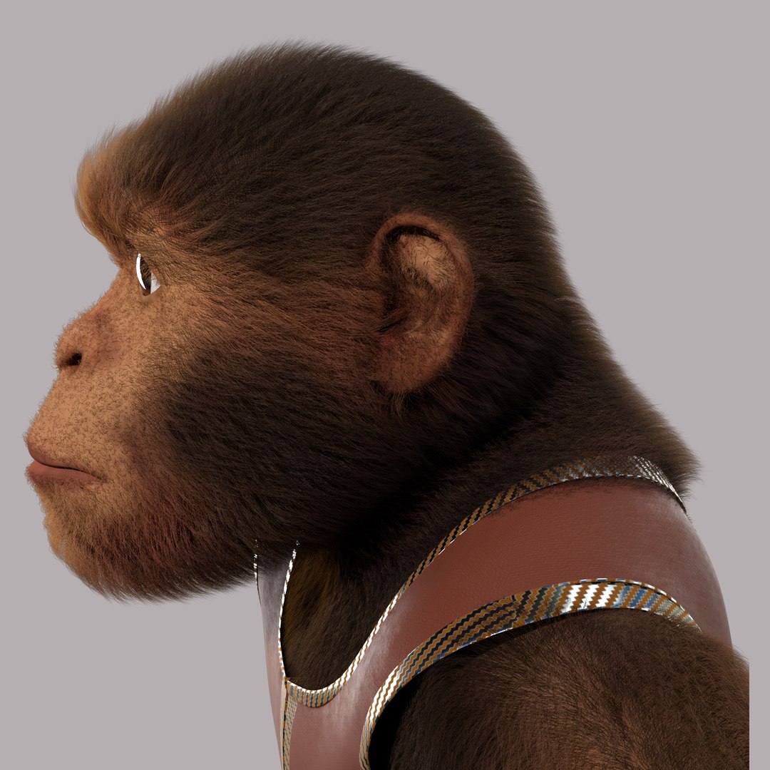 Cartoon Monkey Rigged 3D Model - TurboSquid 2006901