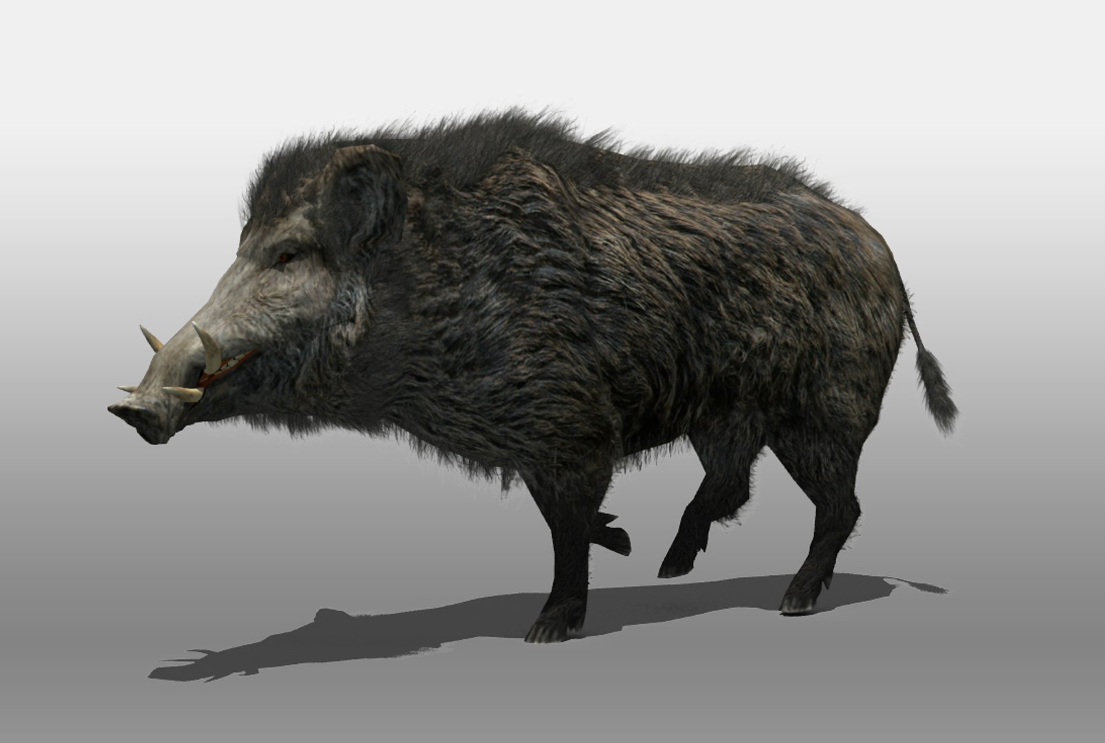 Boar corps project. Вепрь кабан. Дикий кабан Вепрь. Европейский дикий кабан sus scrofa Ferus. Кабан 3д модель.