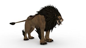 3D Loin model