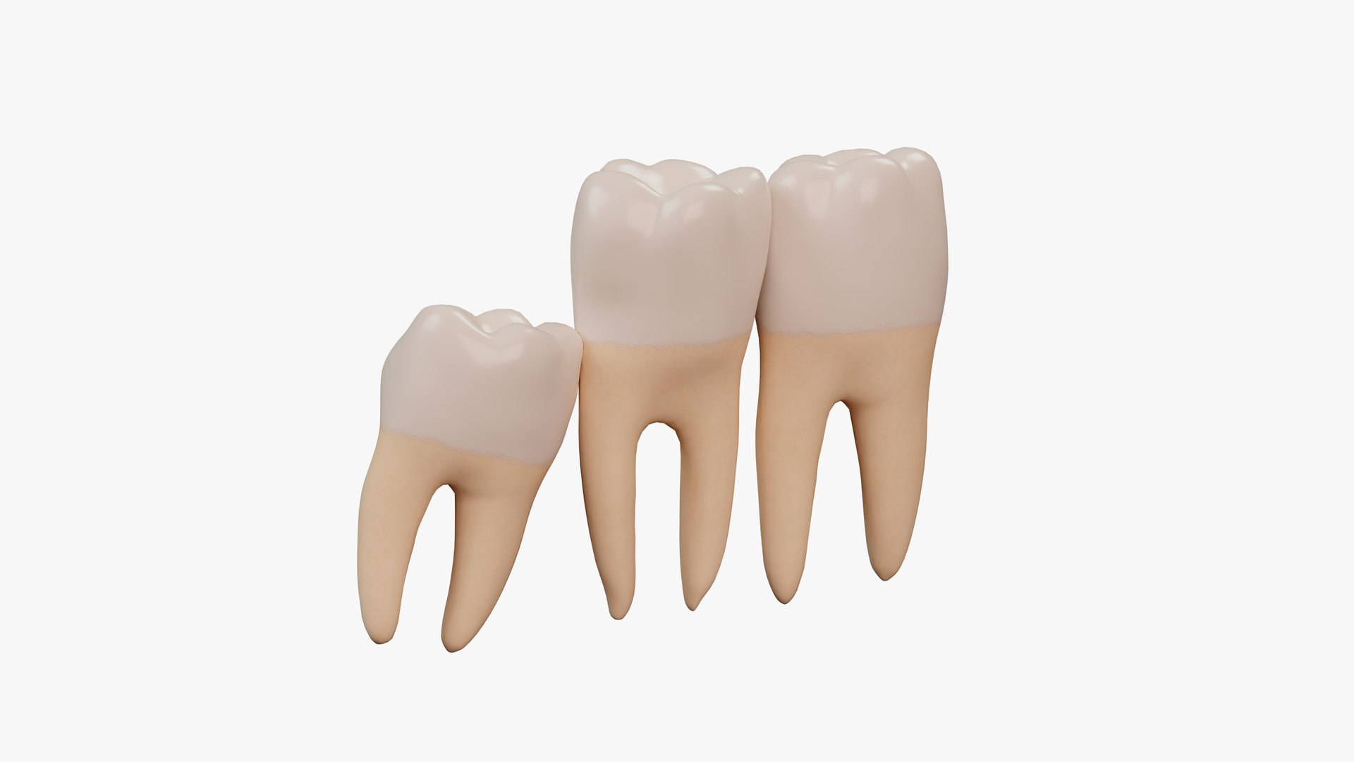 Impacted Wisdom Teeth Incision Model - TurboSquid 1866827
