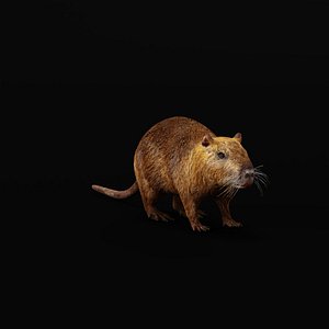 Nutria Coypu Rodent