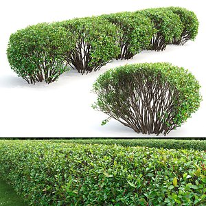 bush hedge shrub 3D model