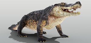 Realistic Crocodile Rigged