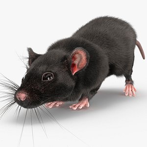 3D Black Rat Running Fur Animated Rigged model