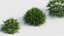 Rhapidophyllum hystrix Needle Palm 03 3D model
