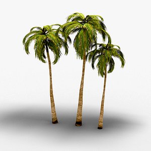 coconut tree 3D model