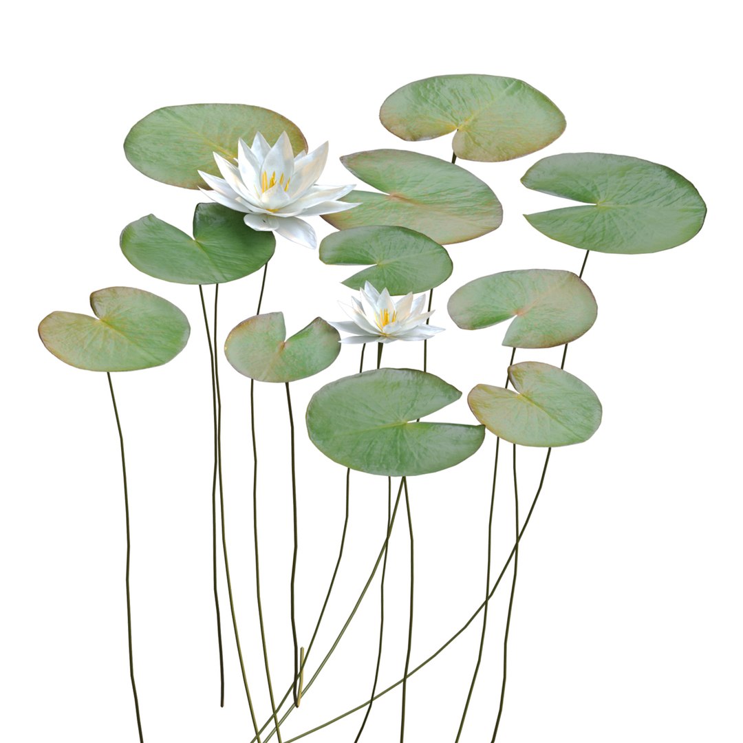 Nymphaeaceae Water Lily 3D Model TurboSquid 1947187