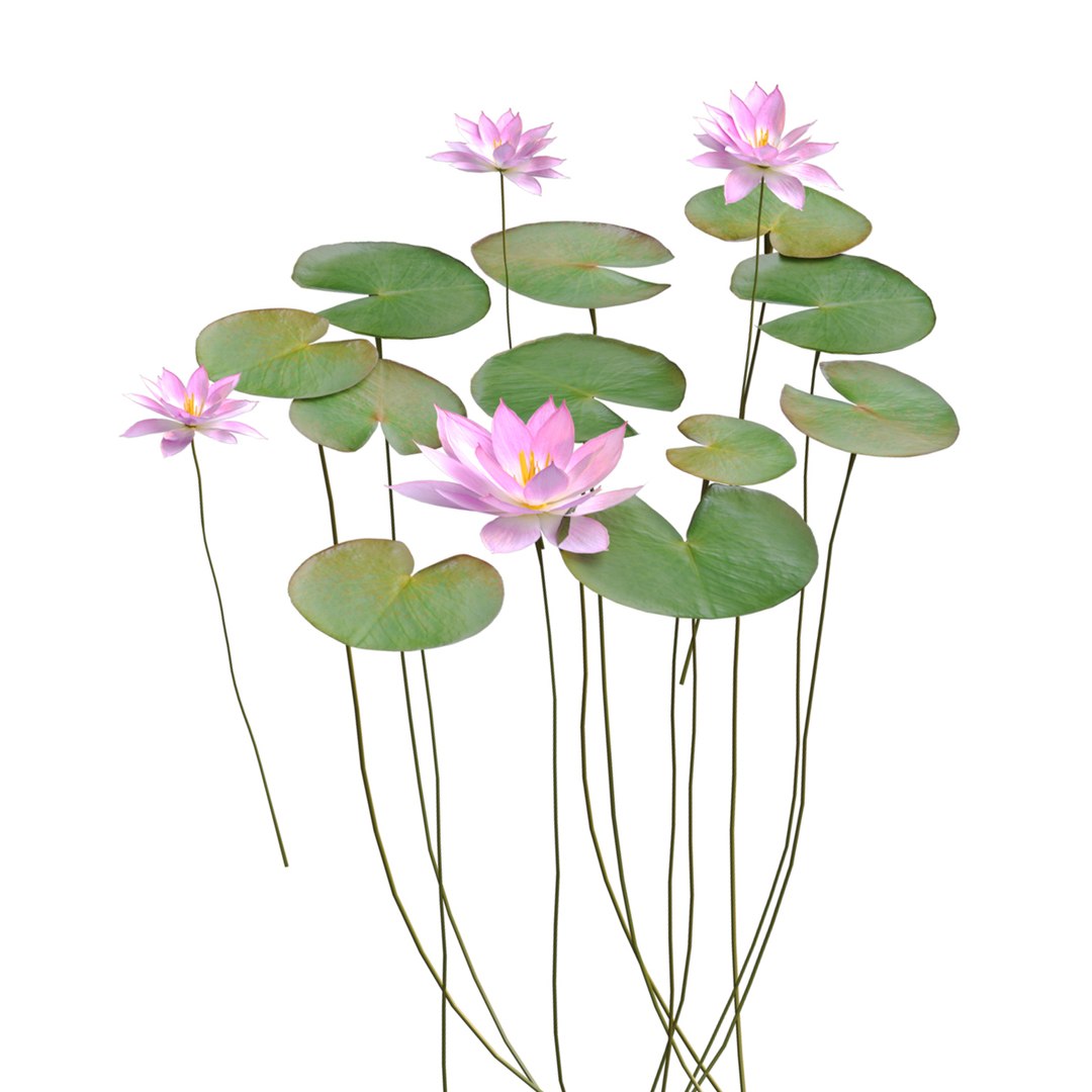 Nymphaeaceae Water Lily 3D Model TurboSquid 1947187
