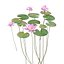 Nymphaeaceae Water Lily 3D model