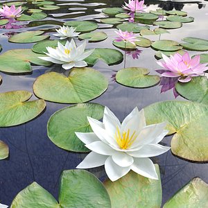 Nymphaeaceae Water Lily 3D model