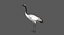 3D rigged red-crowned crane