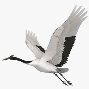 Red-crowned Crane
