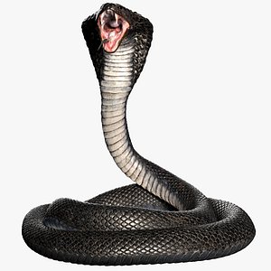 Cobra Snake Rigged