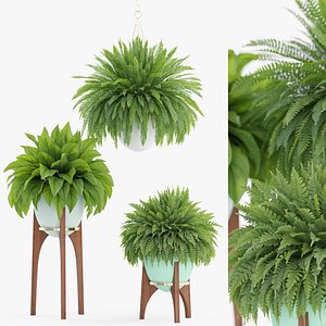 3D model Plants collection 917