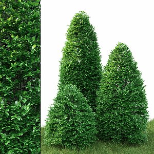 bush shrub hedge model