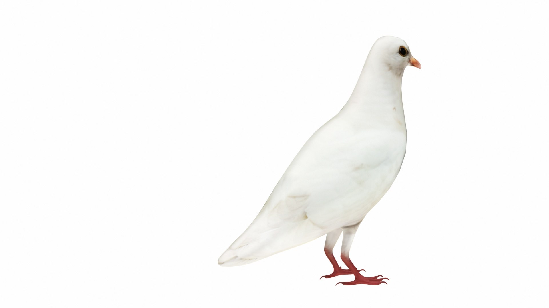 White Dove 3D model https://p.turbosquid.com/ts-thumb/5A/UbwJfs/1w/whitedove3/jpg/1735081271/1920x1080/fit_q87/aafe24b1fc37421ae146faa06e6a5bcb40fe4492/whitedove3.jpg