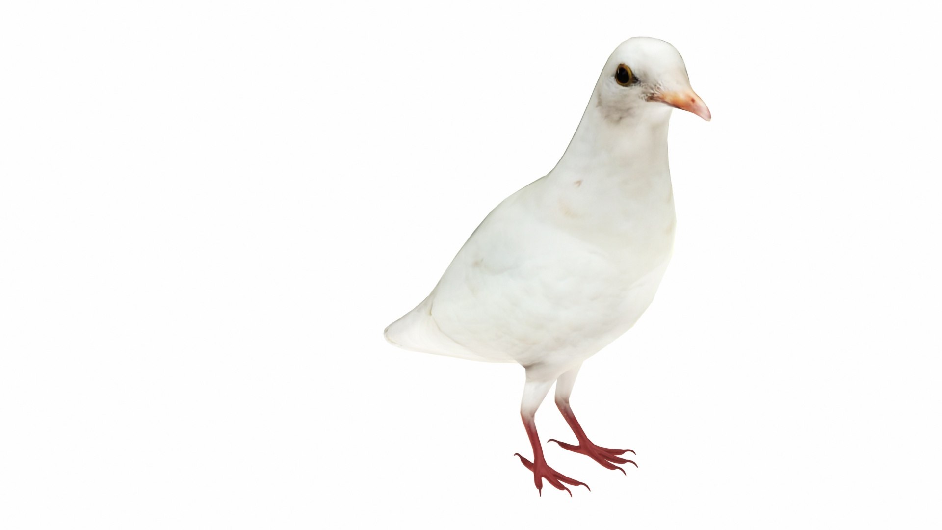 White Dove 3D model https://p.turbosquid.com/ts-thumb/5A/UbwJfs/3n/whitedove4/jpg/1735081271/1920x1080/fit_q87/5fbf30e0e57f672070e073e8af0c8c28931fcd7b/whitedove4.jpg