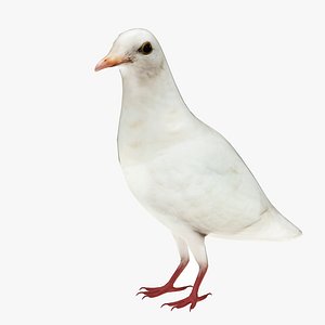 White Dove