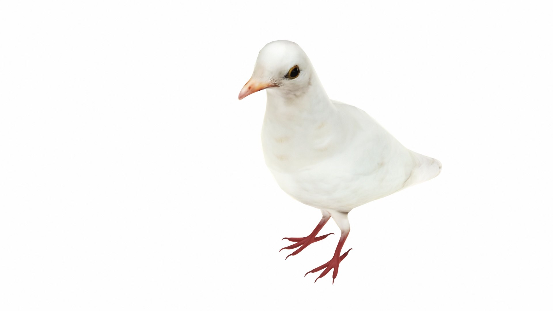 White Dove 3D model https://p.turbosquid.com/ts-thumb/5A/UbwJfs/is/whitedove6/jpg/1735081269/1920x1080/fit_q87/9df9f06f23b31c9f8c577f3be3d42dee294e70db/whitedove6.jpg