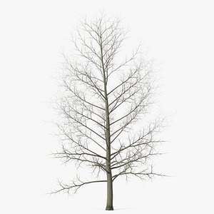 Bare Poplar Winter Tree