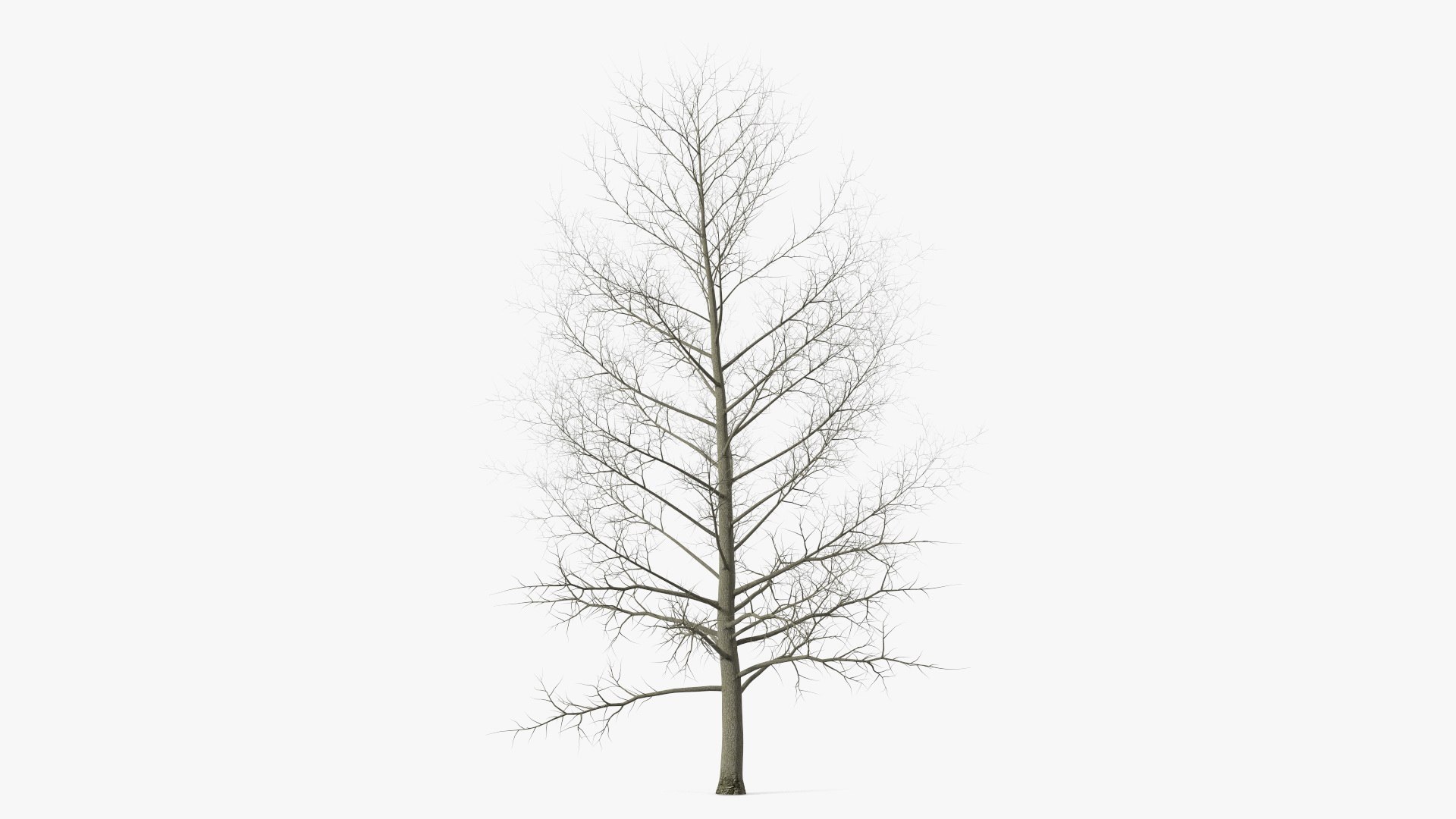 Bare Poplar Winter Tree 3D model preview