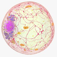 White Fat Cell