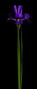 3d flower blue iris model