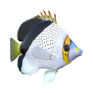 3D Hawaiian Tinkers Butterflyfish model