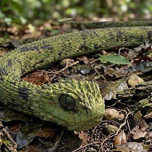 Bush Viper Snake Crawling Animated Rigged For Maya 3D