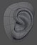 Oreja basica