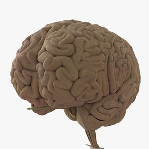 Human Brain